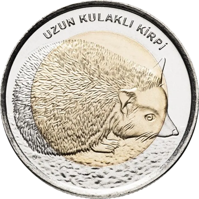Uzun Kulaklı Kirpi